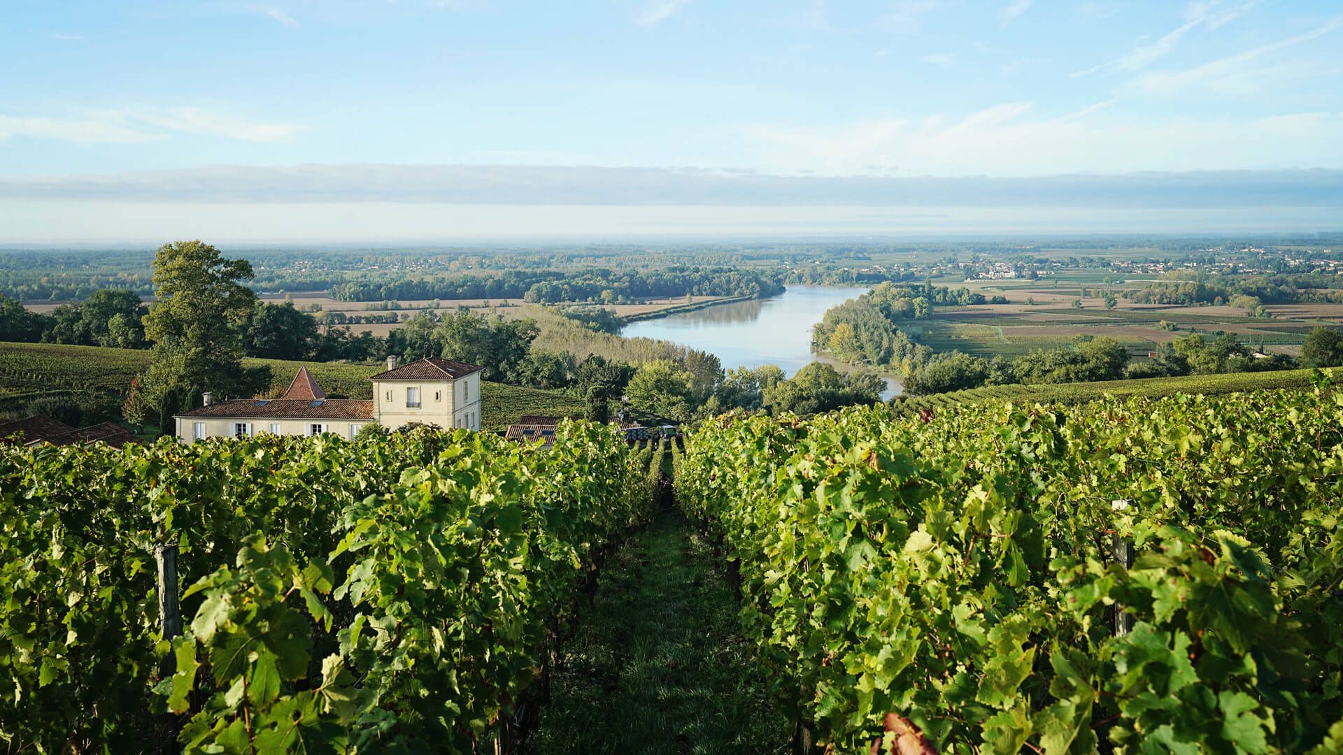 Vineyard