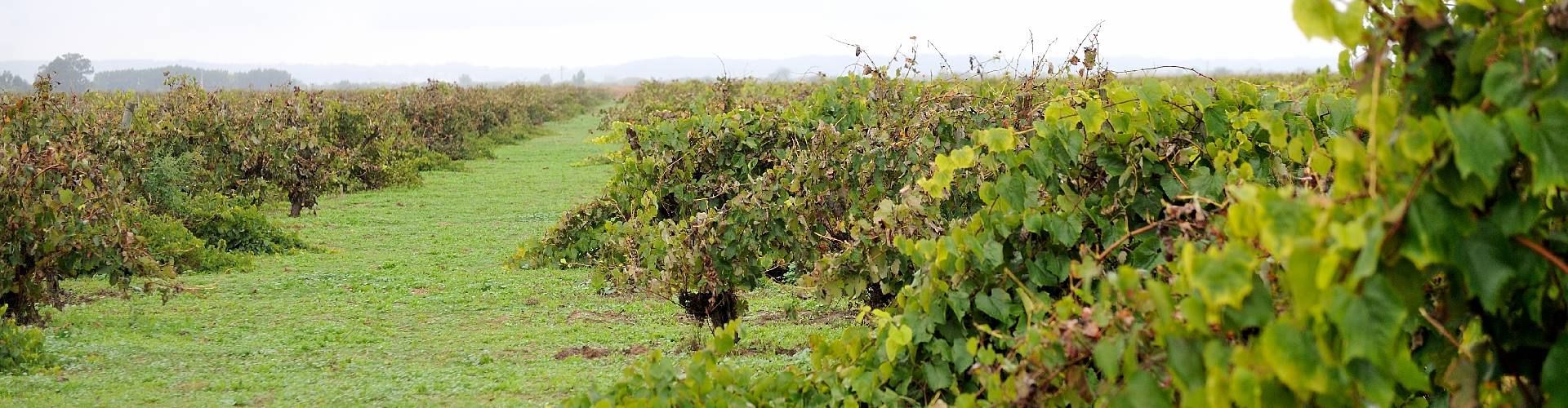 Vineyard