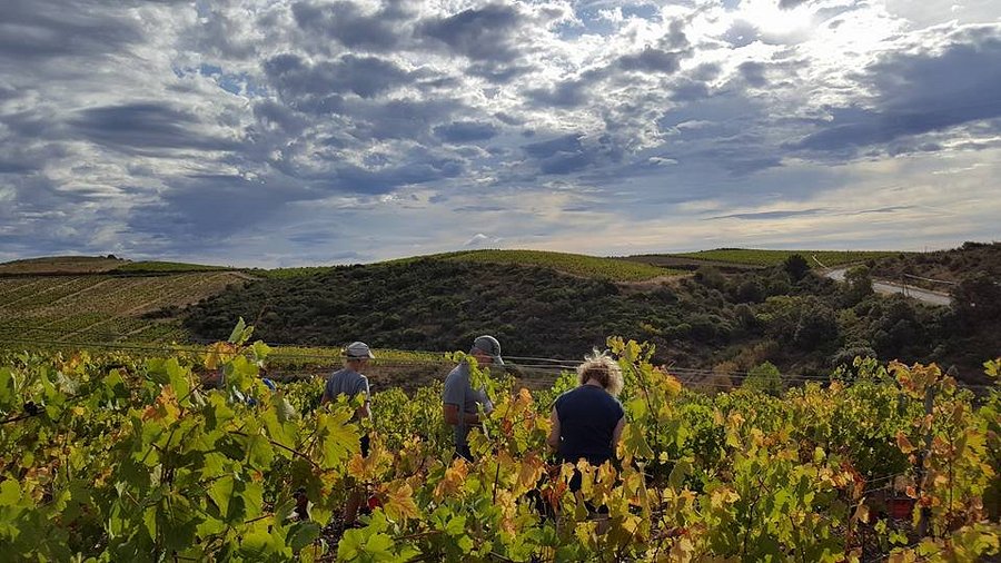 Vineyard